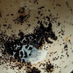 photo of Is 'Bioshock' Finally Coming to iOS? Well, That's One Way You Could Read These Tea Leaves image