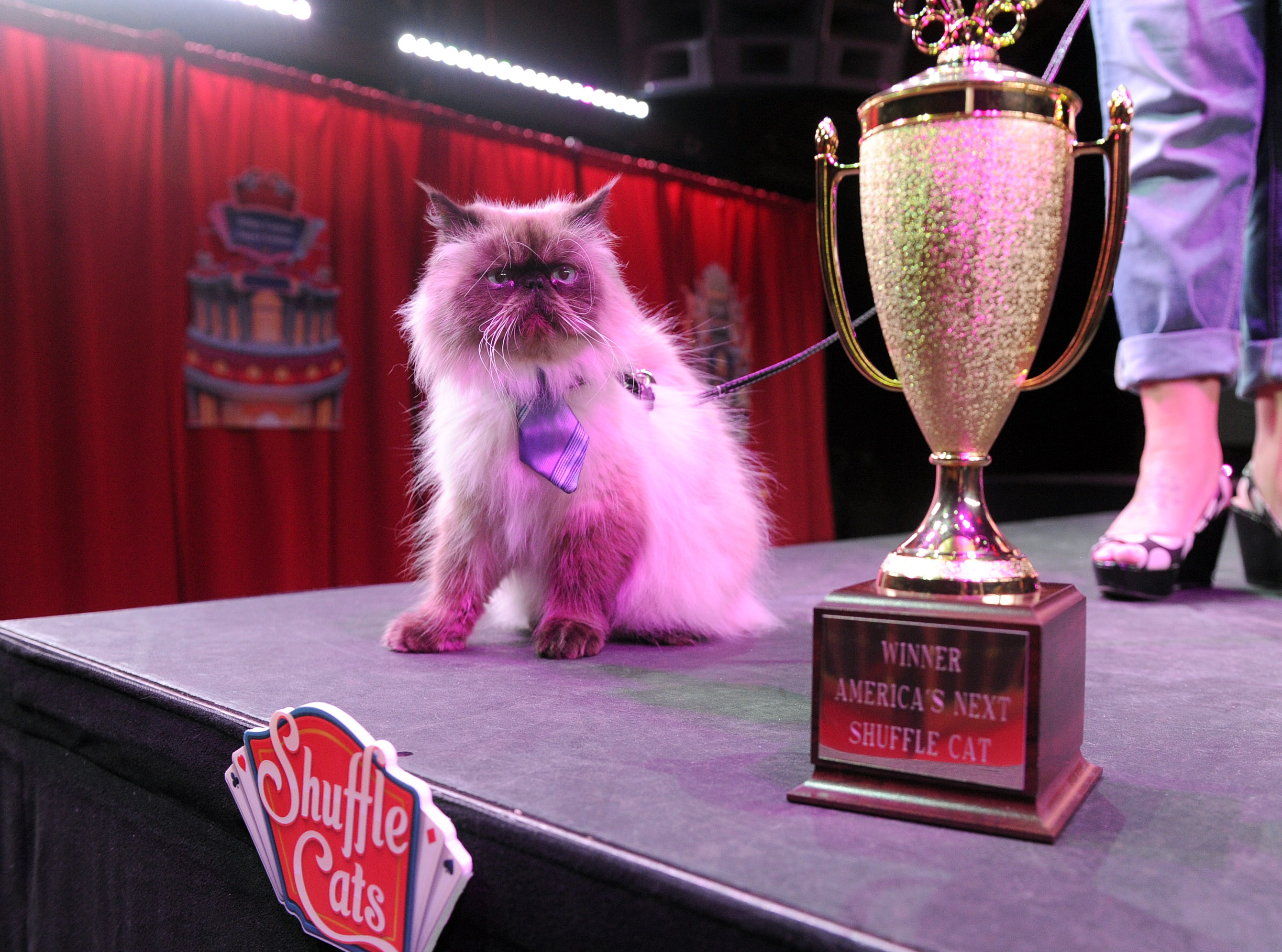 King Announces Winner of 'America's Next Shuffle Cat' Contest