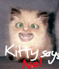 Weird cat.png
