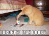funny-pictures-cat-dropped-his-cookie-in-a-glass-of-milk.jpg