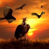 Vulture.jpg