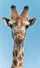 125px-Giraffe-closeup-head.jpg