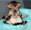 cat_bounce_on_cat.gif
