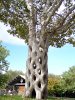 The Unusual Trees.3.jpg