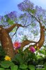 magic_tree_by_ahmed_alsheme-d3gp0br.jpg