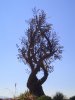 Valentine__The_Spirit_Tree_by_Valentine_FOV_Stock.jpg