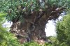 treeoflife.jpg