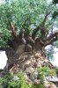 treeoflife2.jpg