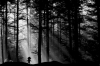limbo IOS.png