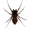 Spider_120x210_2.png