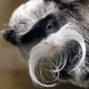 Animals-Mustaches-Pictures.jpg