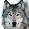wolfie9090