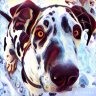 Froeschi4