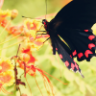 Butterflyo