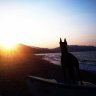 SuperDoberDev