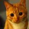 StrangeCat
