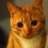 StrangeCat